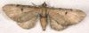 Eupithecia absinthiata
